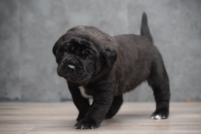 Les chiots de Mastiff