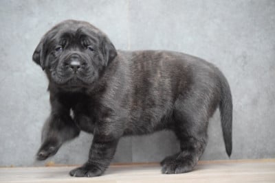 Les chiots de Mastiff