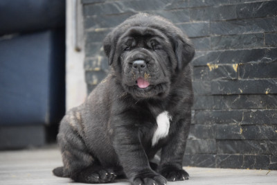 Les chiots de Mastiff