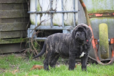 Les chiots de Mastiff