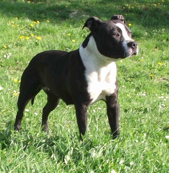 Publication : De Syliv's Auteur : SC