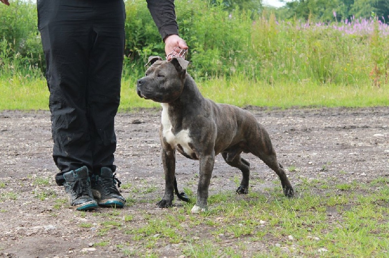 Publication : De Syliv's