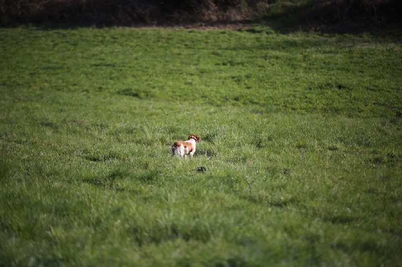 Carla Du Bois De Vert Pré - T.A.N admis