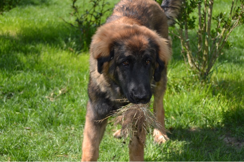 Publication : Du Domaine Des Mignons Auteur : Fortunet Catherine