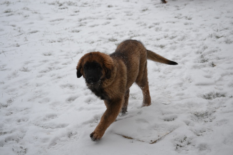 Publication : Du Domaine Des Mignons Auteur : Fortunet Catherine