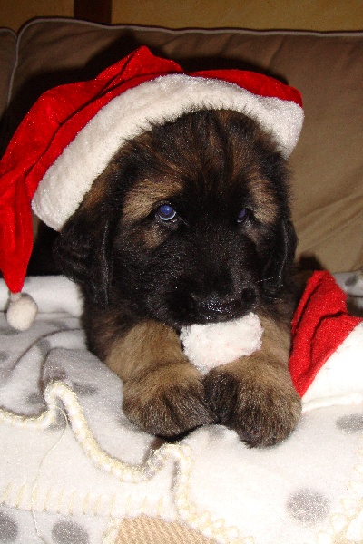 Publication : Du Domaine Des Mignons Auteur : Fortunet Catherine