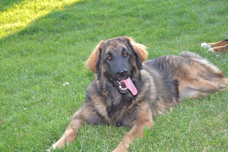 Publication : Du Domaine Des Mignons Auteur : Fortunet Catherine