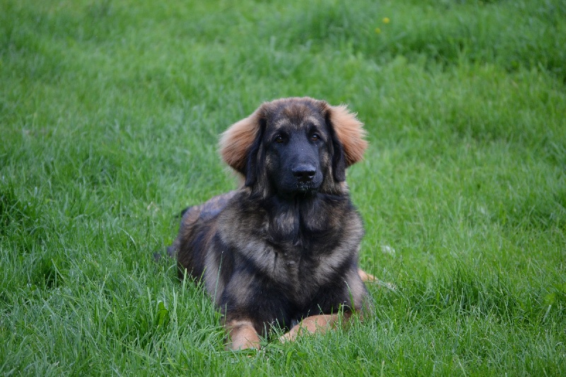 Publication : Du Domaine Des Mignons Auteur : Fortunet Catherine