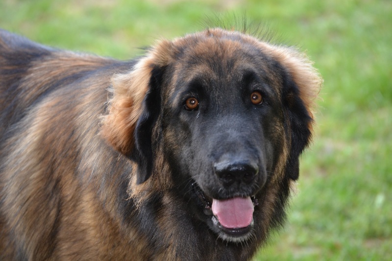 Publication : Du Domaine Des Mignons Auteur : Fortunet Catherine