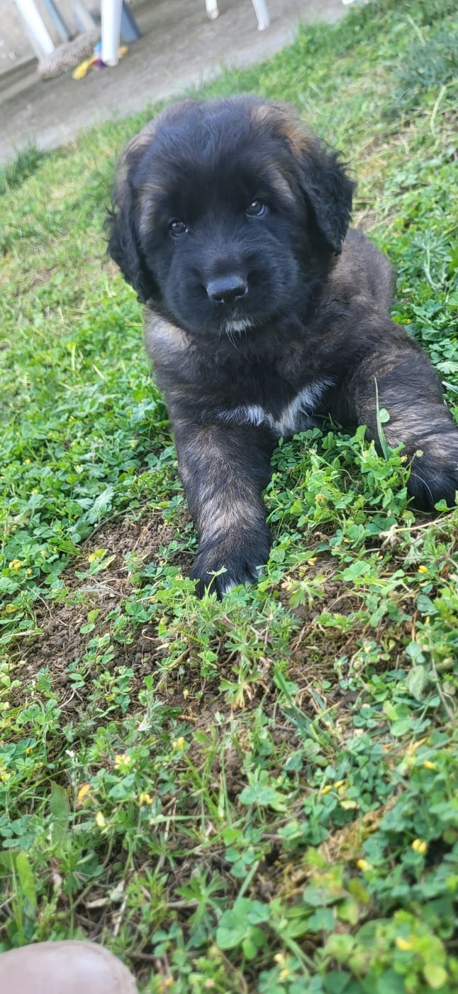 Leonberger - Du Domaine Des Mignons