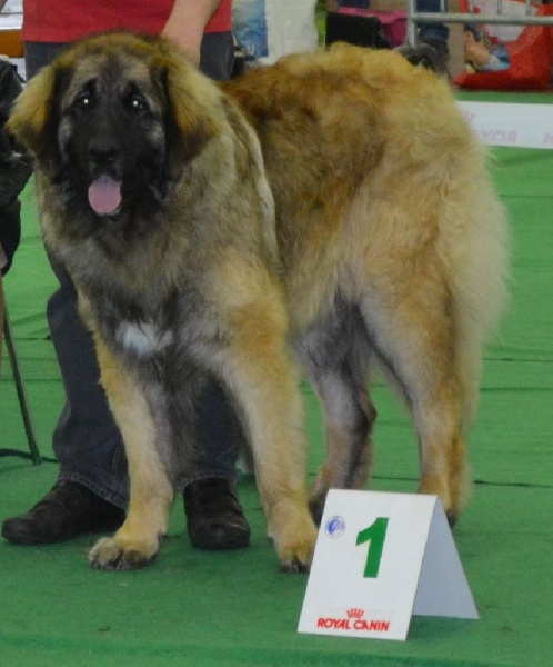 Invictus du Bois du Frêne - 1er Excellent