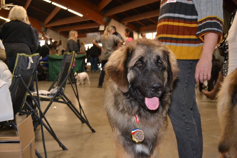 Invictus du Bois du Frêne - 1er Excellent Meilleur jeune