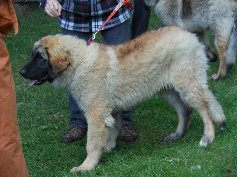 Invictus du Bois du Frêne - Très prometteur