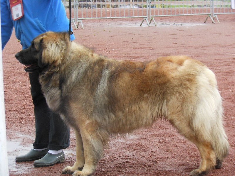 Invictus du Bois du Frêne - 1er Excellent CACS