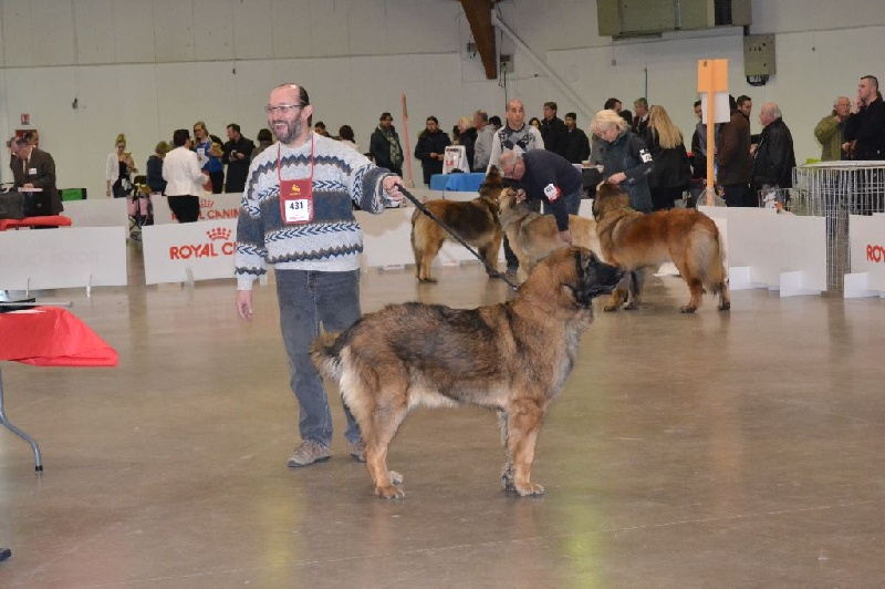 Habby Des Songes Du Clan Des Loups - 4eme Excellent