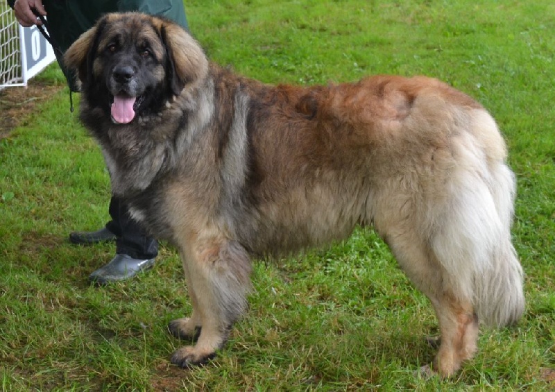 Invictus du Bois du Frêne - 1er Excellent