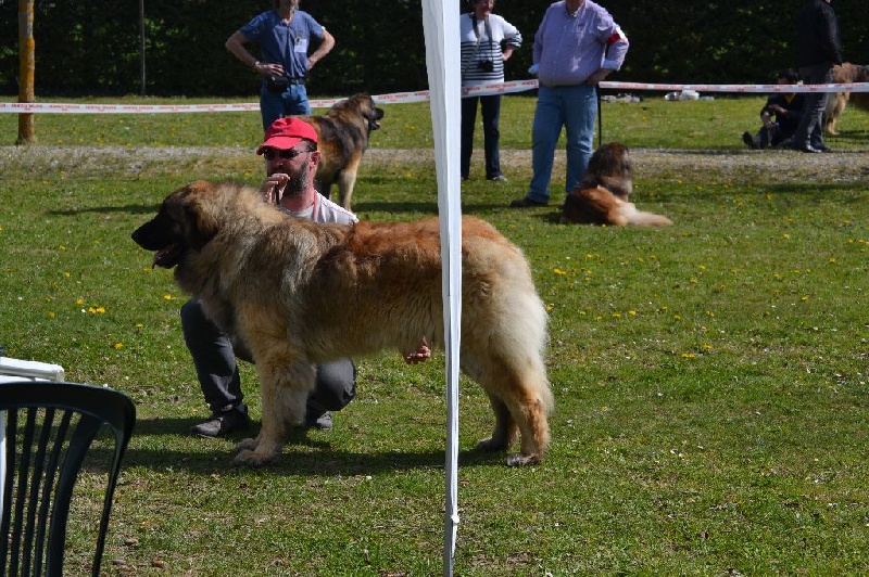 Invictus du Bois du Frêne - 2eme Excellent