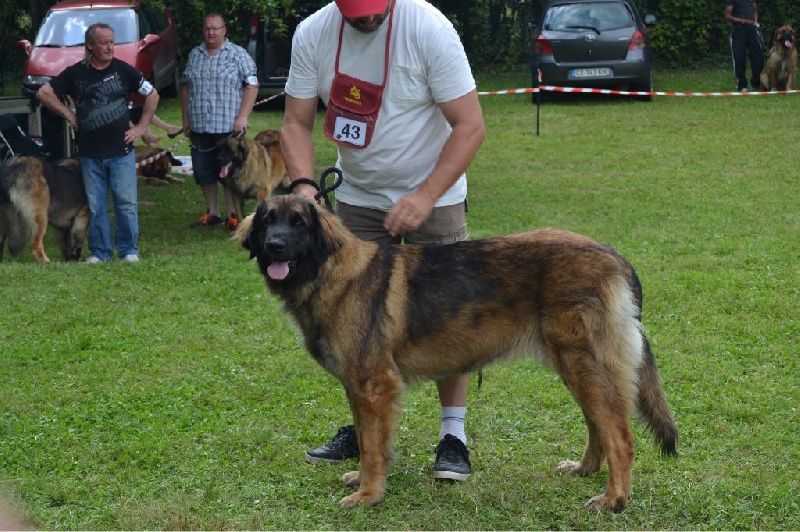 Habby Des Songes Du Clan Des Loups - 3eme Très bon