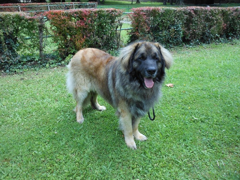 Invictus du Bois du Frêne - Très bon