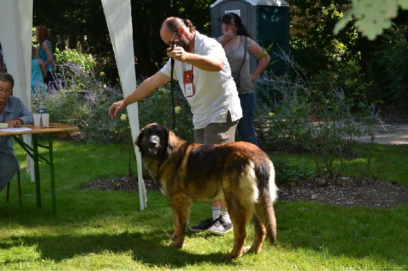 Habby Des Songes Du Clan Des Loups - Très bon