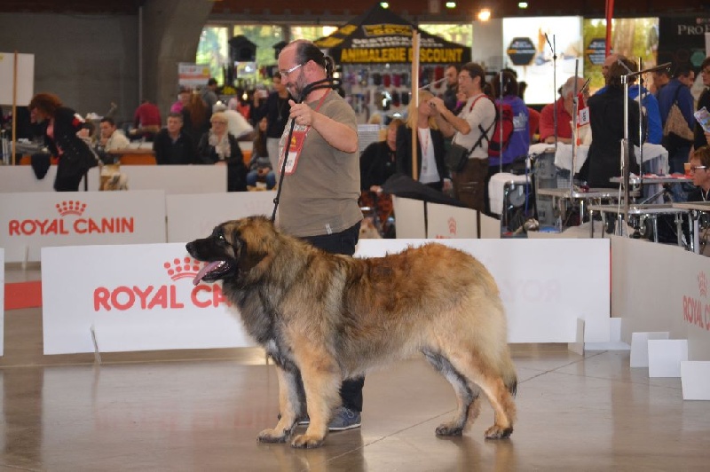 Invictus du Bois du Frêne - 2eme Excellent