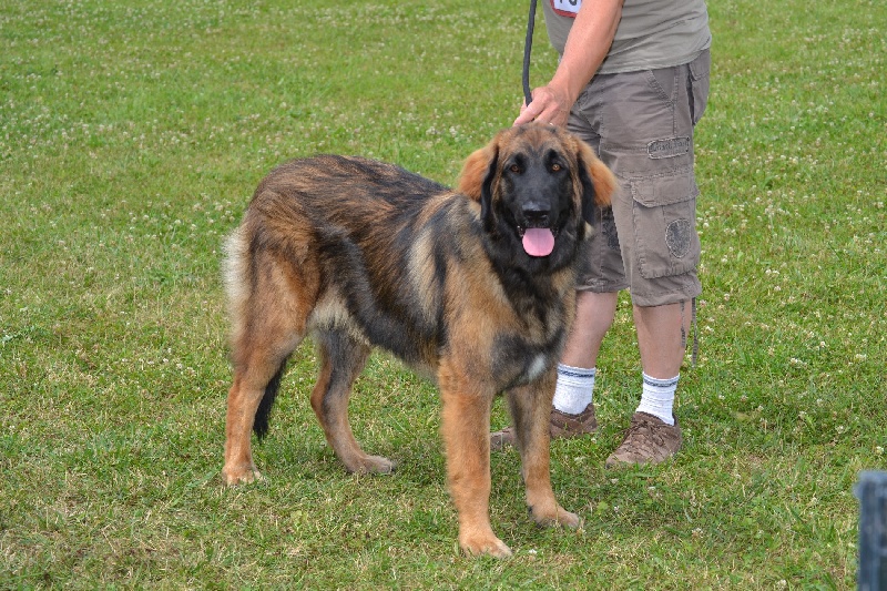 Habby Des Songes Du Clan Des Loups - Très prometteur