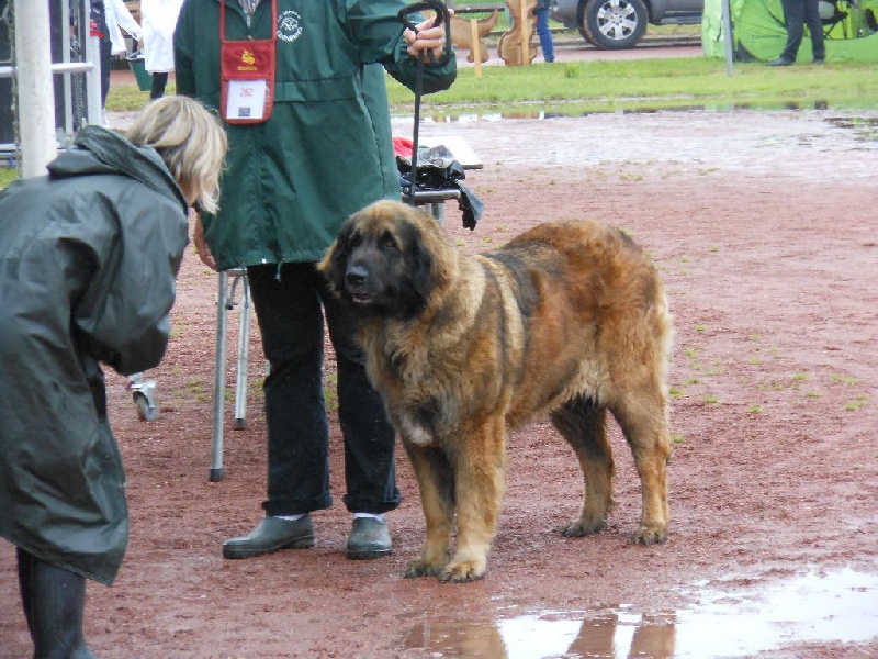 Habby Des Songes Du Clan Des Loups - 4eme Excellent