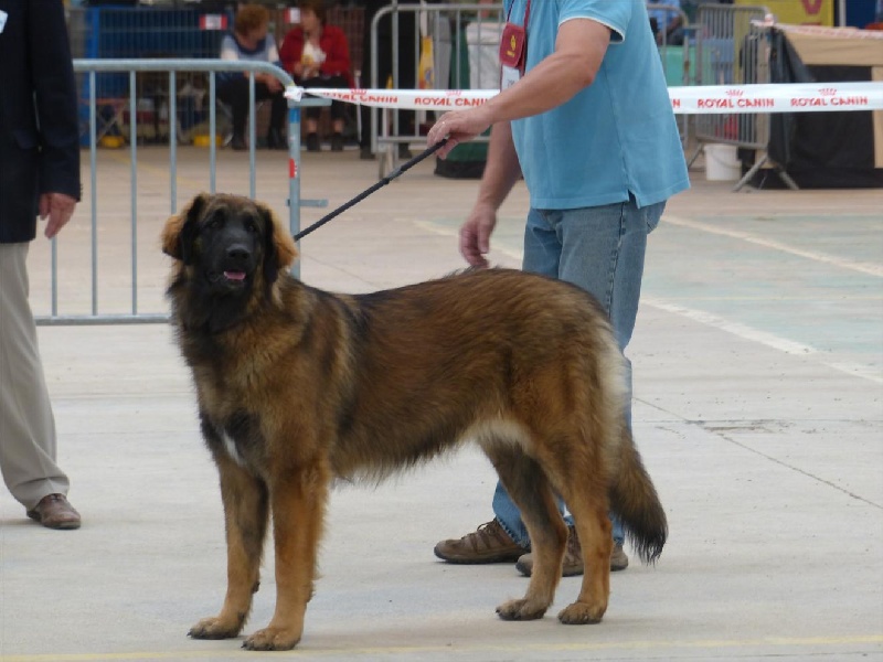 Habby Des Songes Du Clan Des Loups - 1er Excellent