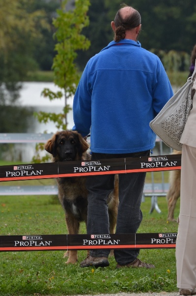 Habby Des Songes Du Clan Des Loups - Très bon