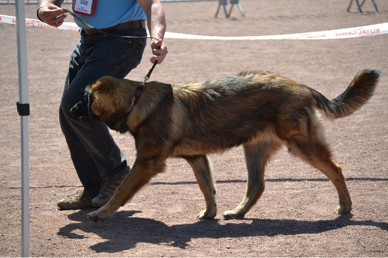 Habby Des Songes Du Clan Des Loups - Très Prometteur