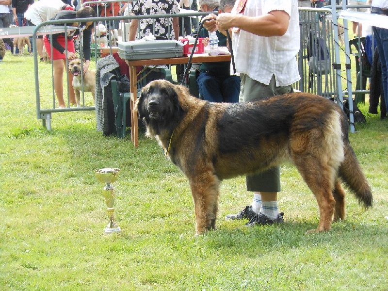 Habby Des Songes Du Clan Des Loups - 1er Très Bon