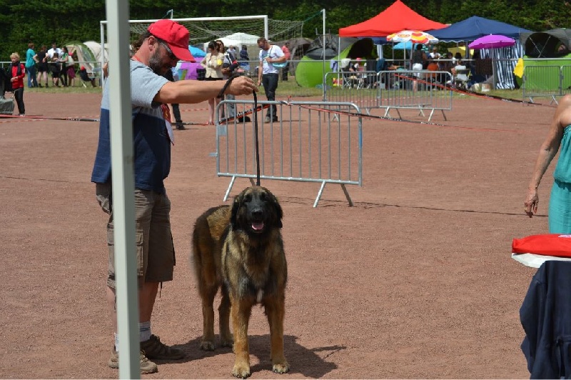 Habby Des Songes Du Clan Des Loups - 3eme Excellent