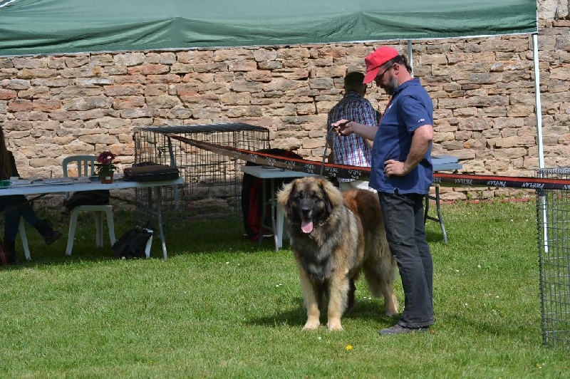 Invictus du Bois du Frêne - 1er Très Bon