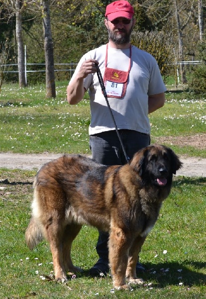 Habby Des Songes Du Clan Des Loups - Très bon