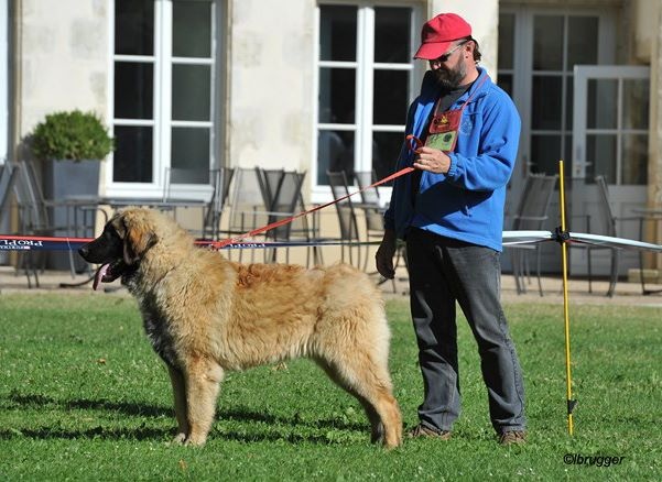 Invictus du Bois du Frêne - Très prometteur