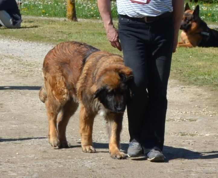 Habby Des Songes Du Clan Des Loups - Très bon