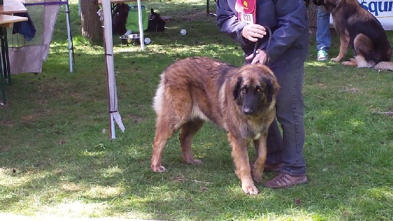 Habby Des Songes Du Clan Des Loups - 4eme Excellent