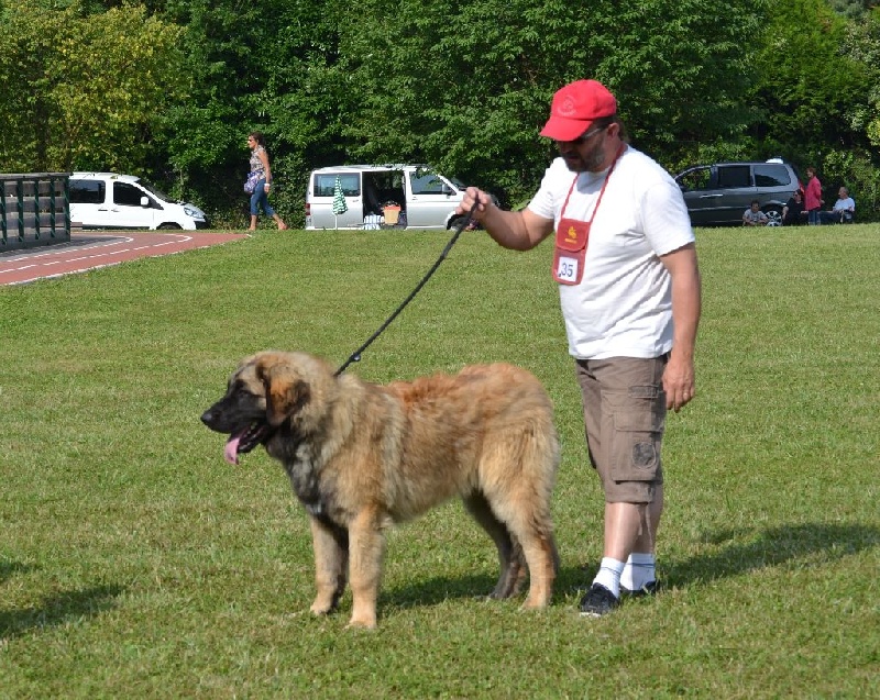 Invictus du Bois du Frêne - Très prometteur