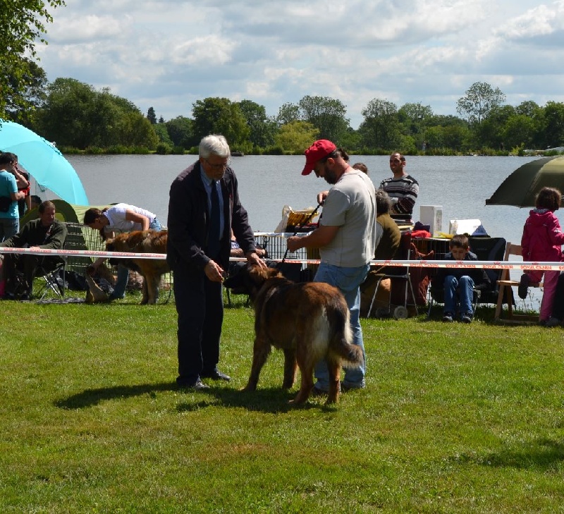 Habby Des Songes Du Clan Des Loups - 1er Excellent