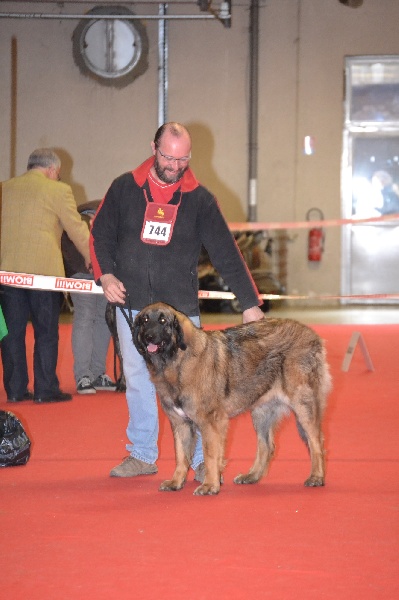 Habby Des Songes Du Clan Des Loups - 1er Excellent