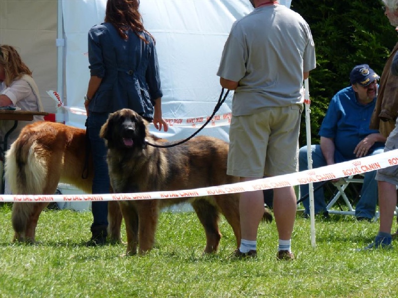 Habby Des Songes Du Clan Des Loups - 2eme Très Bon