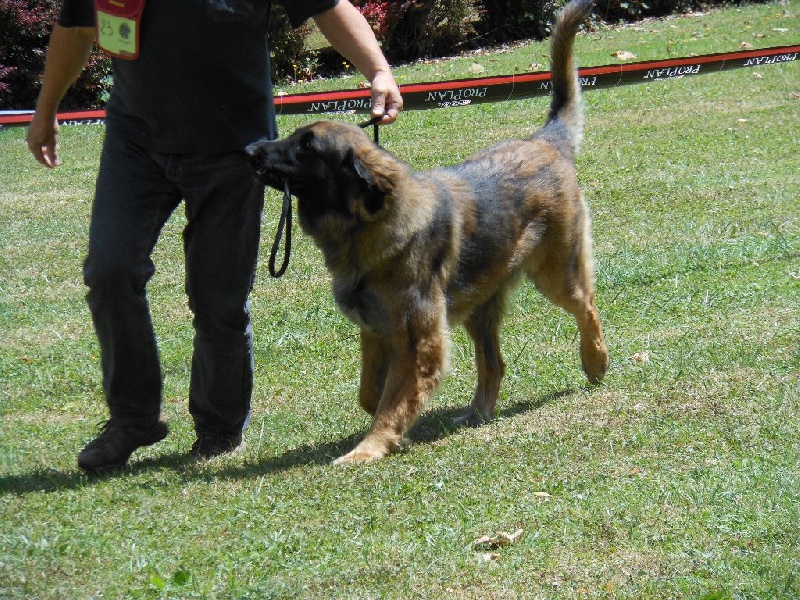 Habby Des Songes Du Clan Des Loups - 2eme Très Bon