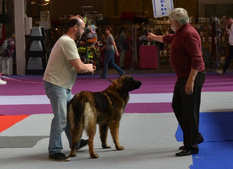 Habby Des Songes Du Clan Des Loups - 1er Très Bon