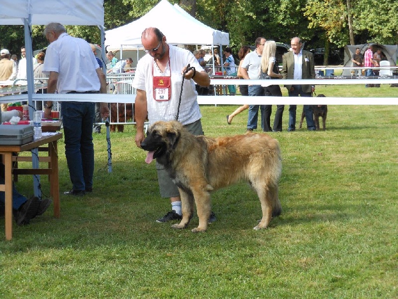 Invictus du Bois du Frêne - Très bon