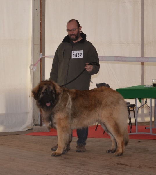 Invictus du Bois du Frêne - 2eme Excellent