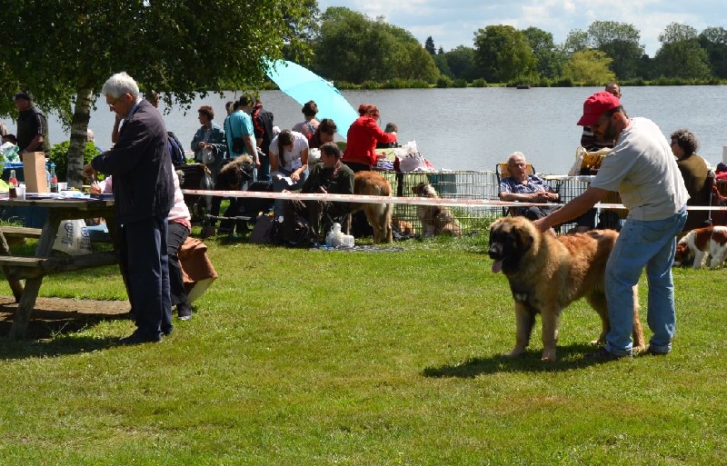 Invictus du Bois du Frêne - Très prometteur Meilleur Puppy