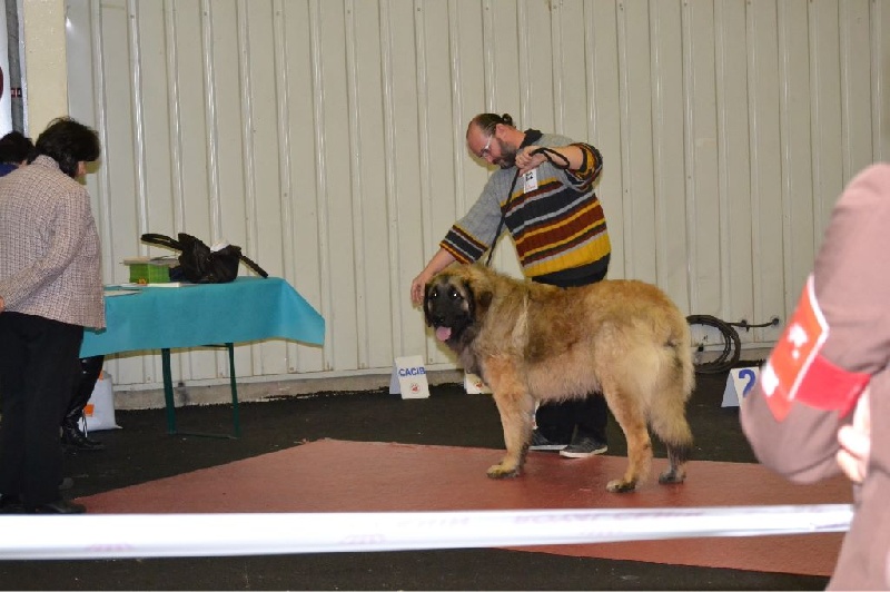 Invictus du Bois du Frêne - 1er Excellent Meilleur jeune