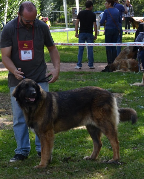 Habby Des Songes Du Clan Des Loups - Très bon