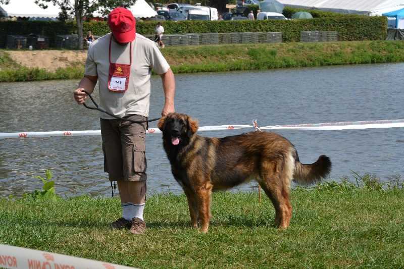 Habby Des Songes Du Clan Des Loups - Meilleur Puppy très prometteur