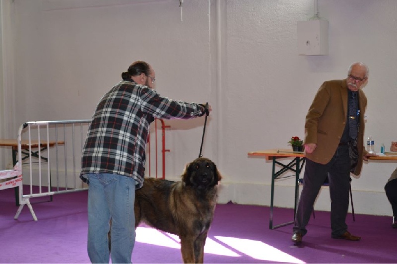 Habby Des Songes Du Clan Des Loups - Très bon